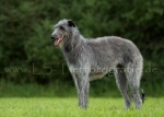 24 Windhund-Trio